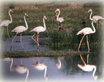 Nal Sarovar
